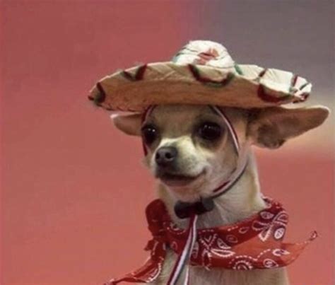 spanish dog meme|mexican dog pfp.